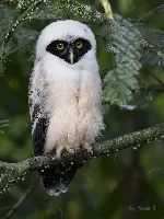 Pulsatrix perspicillata